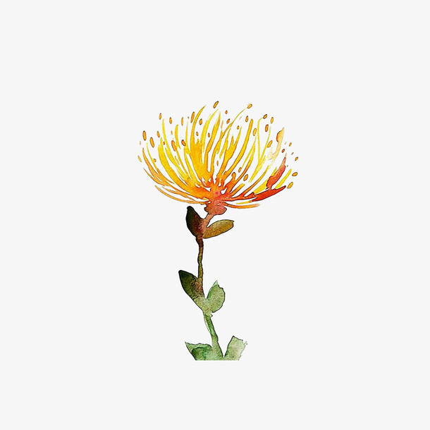 矢量金银花水彩画免抠