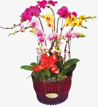 蝴蝶兰组盆全家福2免抠