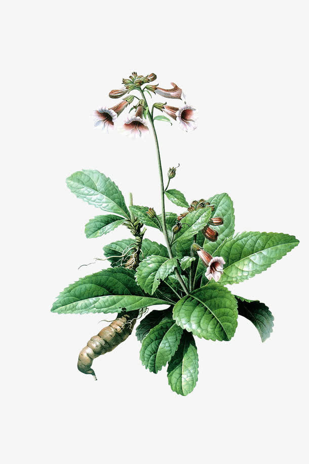 地黄花免抠