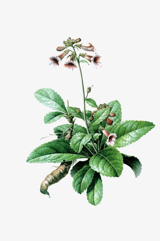 地黄花免抠