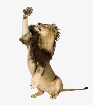 耍酷的狮子免抠