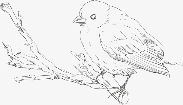 树枝上的 小鸟免抠