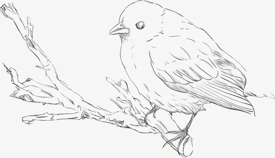 树枝上的 小鸟免抠