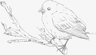 树枝上的 小鸟免抠