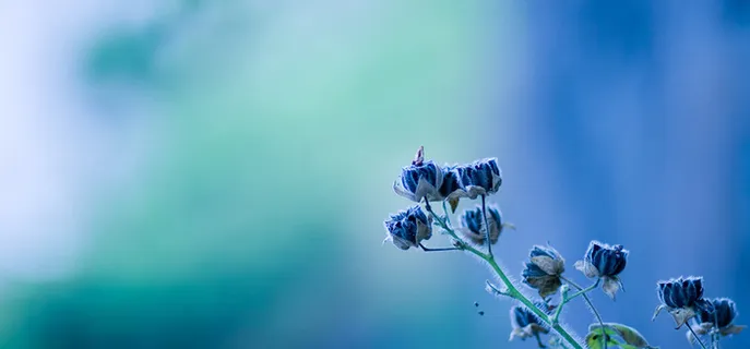 唯美蓝色高雅小花朵海报背景高清