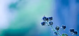 唯美蓝色高雅小花朵海报背景高清