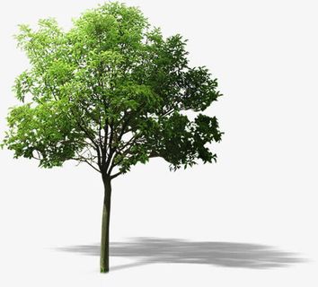 绿树景观美景大树春天免抠