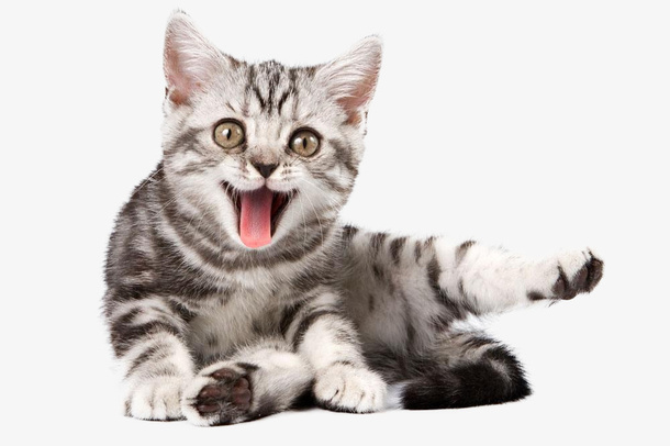 活泼好动的小猫咪免抠
