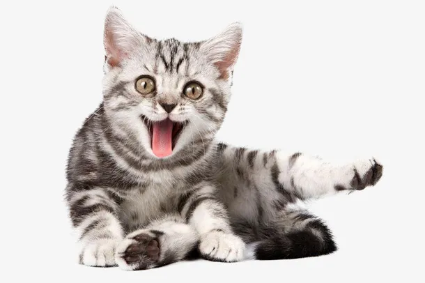 活泼好动的小猫咪免抠