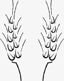 黑色手绘麦穗植物素材图免抠