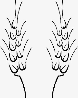 黑色手绘麦穗植物素材图免抠