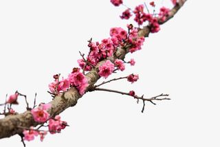 树枝桃花红色花朵免抠