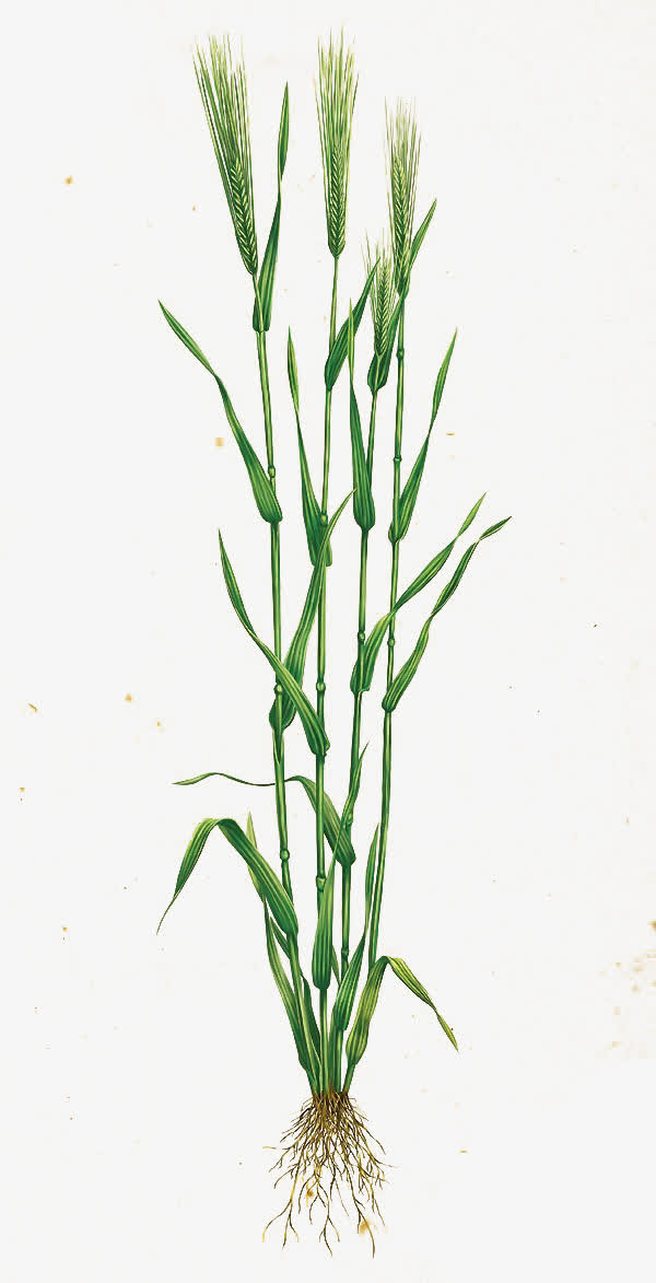 麦子免抠
