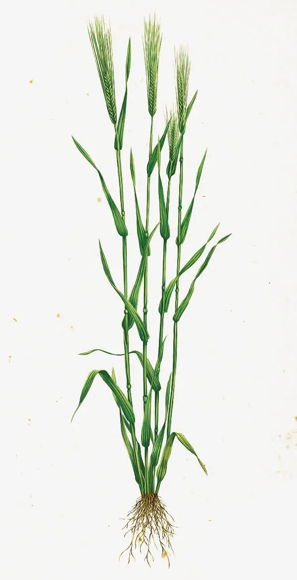 麦子免抠