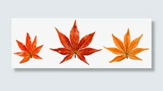 免抠秋天枫叶装饰图案免抠