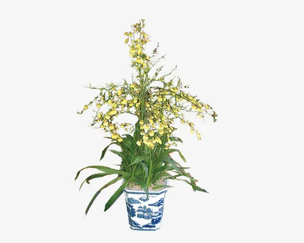 盆栽连翘花免抠