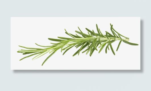 魅力迷迭香免抠