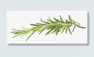 魅力迷迭香免抠