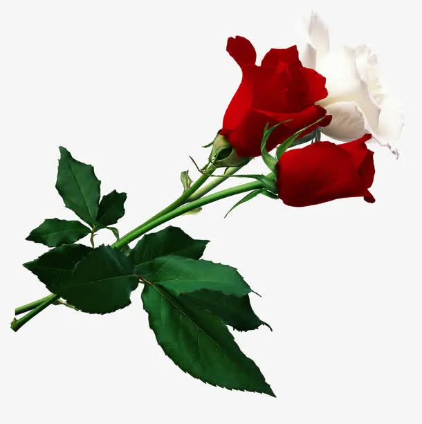 红玫瑰花和白玫瑰免抠