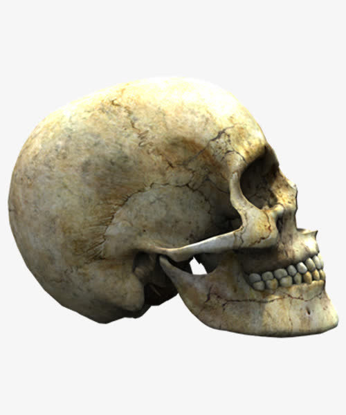人头盖骨免抠