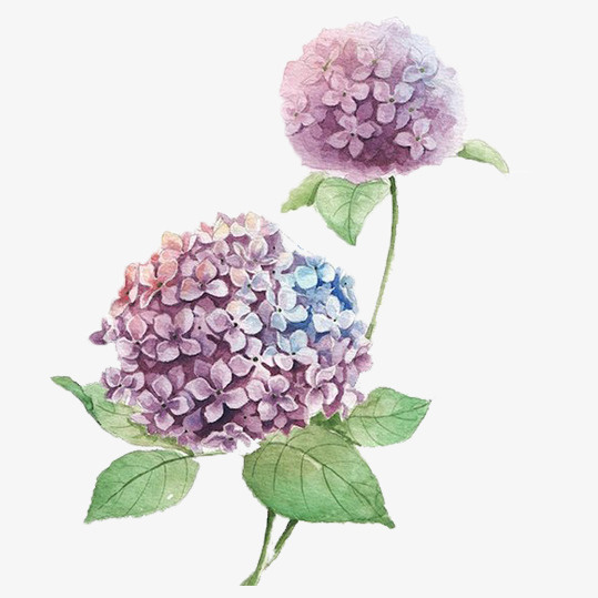 手绘蓝紫色绣球花免抠
