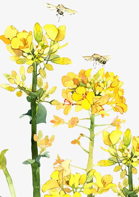 二十四番花信风-雨水-一侯菜花免抠装饰植物元素