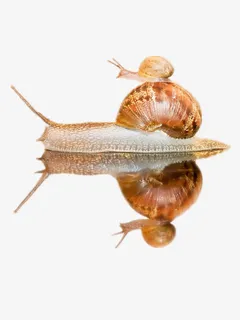 蜗牛倒影免抠