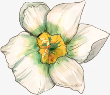 手绘水仙花免抠图免抠手绘/卡通手绘元素