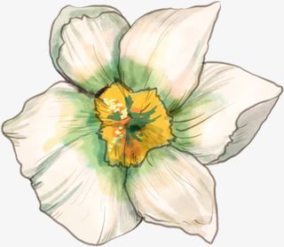 手绘水仙花免抠图免抠手绘/卡通手绘元素