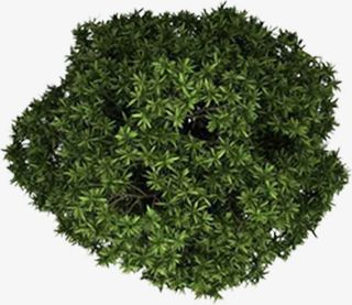 创意合成俯视角度大树树木免抠