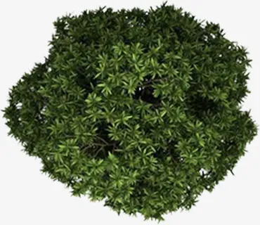 创意合成俯视角度大树树木免抠 创意合成俯视角度大树树木免抠