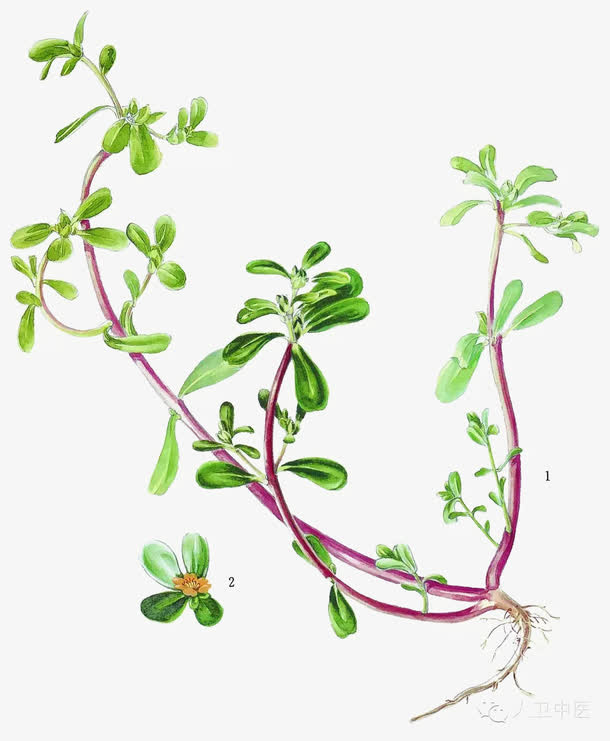 绿色养生野菜马齿苋免抠