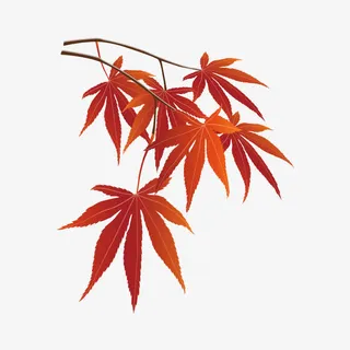 秋天枫叶树枝免抠