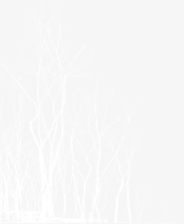 白色分叉枯树枝免抠