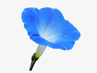 一朵蓝色的牵牛花免抠