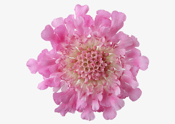 鲜花免抠