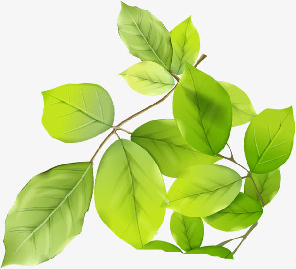 绿色春天植物树叶美景免抠