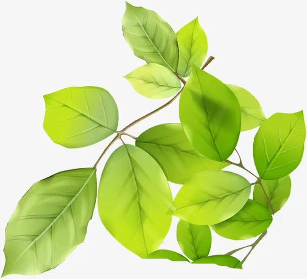绿色春天植物树叶美景免抠