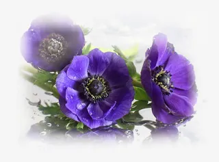 在水边有倒影的花朵免抠