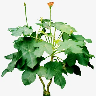 蜀葵2免扣素材免抠