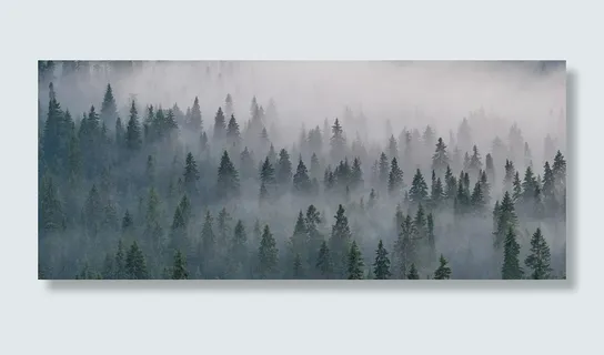 迷雾森林背景图高清 迷雾森林背景图高清