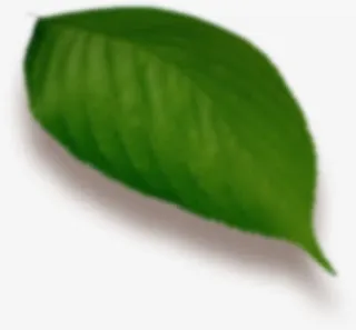 朦胧绿叶png素材免抠