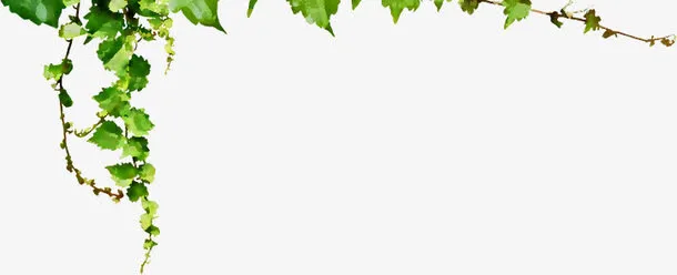 春天绿色手绘藤蔓装饰免抠