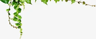 春天绿色手绘藤蔓装饰免抠