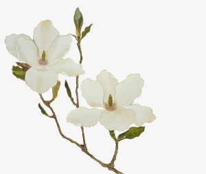 手绘白色小花树枝免抠