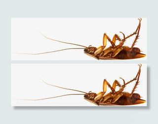 死去的蟑螂免抠素材免抠