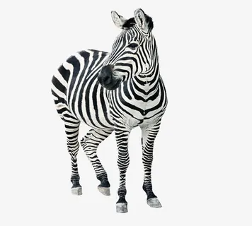 免抠素材斑马图片免抠