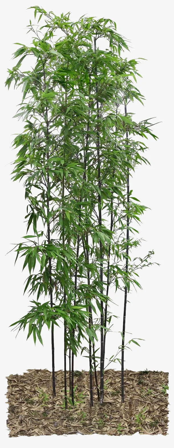 翠绿的紫竹免抠