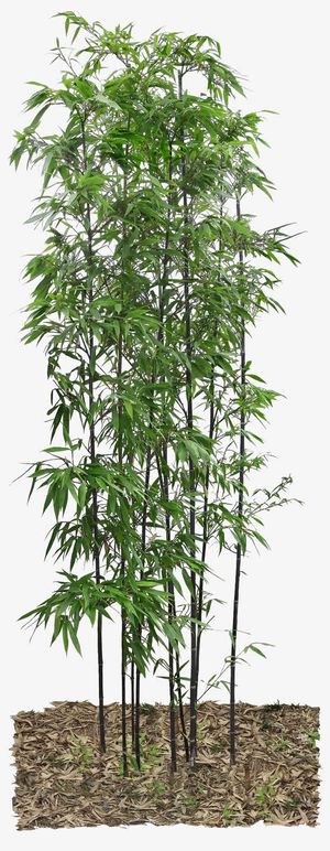 翠绿的紫竹免抠