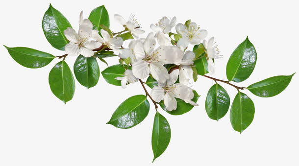 漂亮垂丝海棠花枝免抠